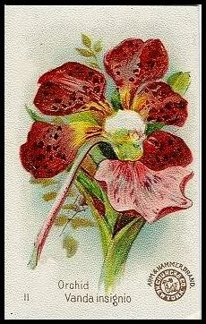 11 Orchid, Vanda Insignio